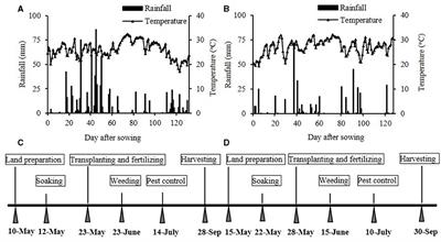 Effects of local nitrogen supply and nitrogen fertilizer variety coupling on rice nitrogen transport and soil nitrogen balance in paddy fields